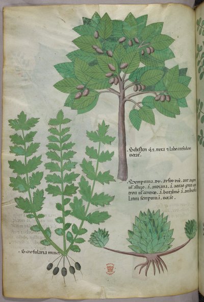 Botanical illustration, c.1440 by Italian School