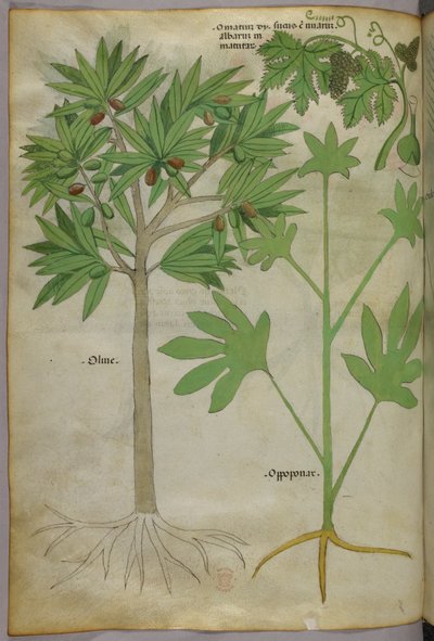 Botanical illustration, c.1440 by Italian School