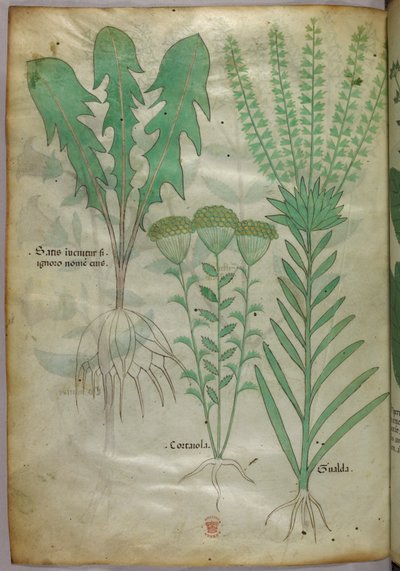 Botanical illustration, c.1440 by Italian School