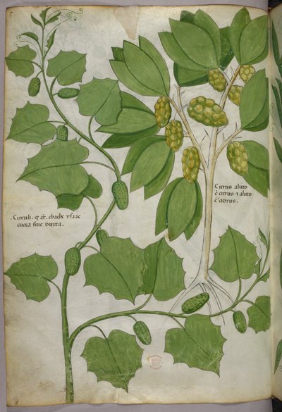 Botanical illustration, c.1440 by Italian School