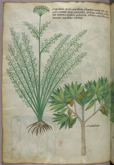 Botanical illustration, c.1440 by Italian School