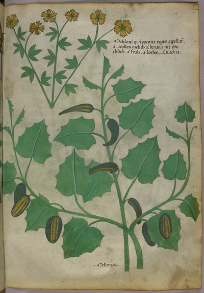 Botanical illustration, c.1440 by Italian School