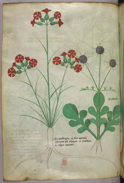 Botanical illustration, c.1440 by Italian School