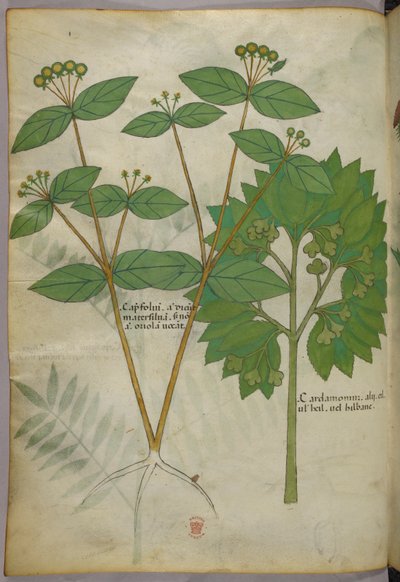 Botanical illustration, c.1440 by Italian School
