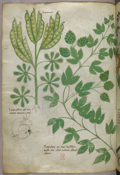 Botanical illustration, c.1440 by Italian School