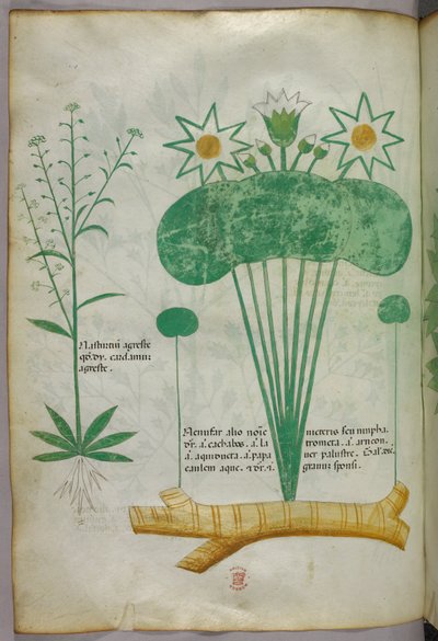 Botanical illustration, c.1440 by Italian School