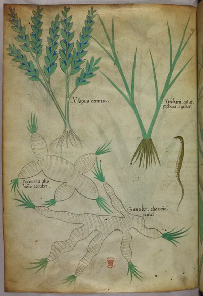 Botanical illustration, c.1440 by Italian School