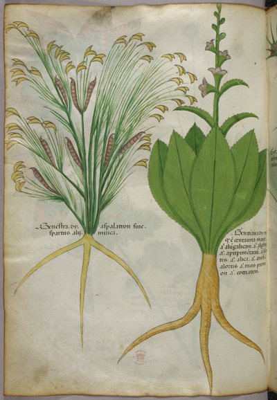 Botanical illustration by Italian School