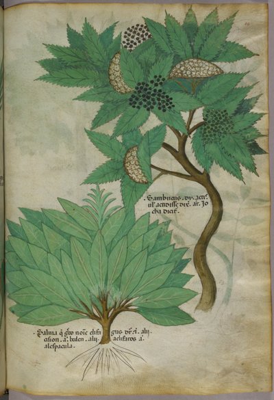 Botanical illustration by Italian School