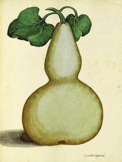 Calabash by Ulisse Aldrovandi by Italian School