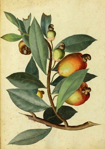 Cashew by Ulisse Aldrovandi by Italian School