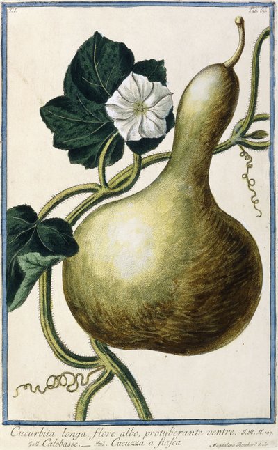 Gourd, 1772-1784 by Italian School