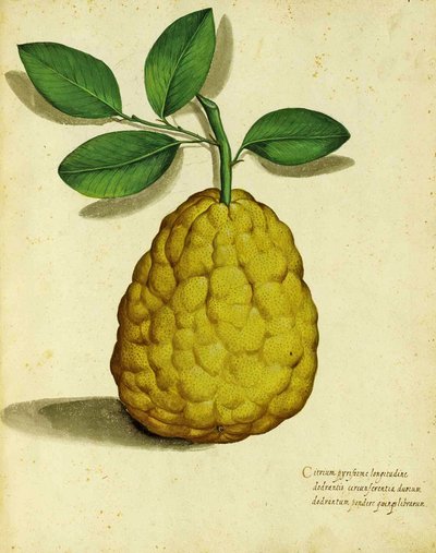 Heirloom Lemon by Ulisse Aldrovandi by Italian School
