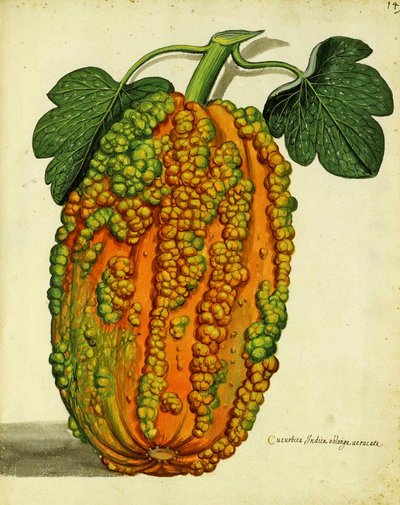 Heirloom Squash by Ulisse Aldrovandi by Italian School