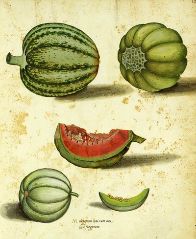 Heirloom Squash by Ulisse Aldrovandi by Italian School