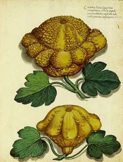 Heirloom Squash by Ulisse Aldrovandi by Italian School