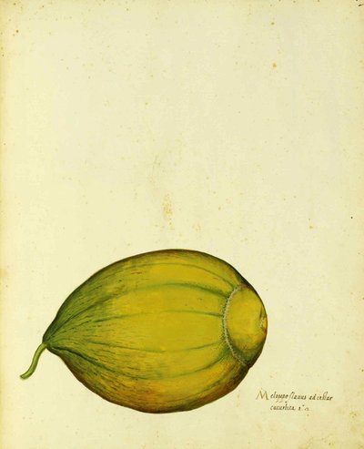 Heirloom Squash by Ulisse Aldrovandi by Italian School