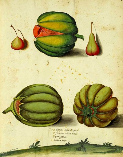 Heirloom Squash by Ulisse Aldrovandi by Italian School
