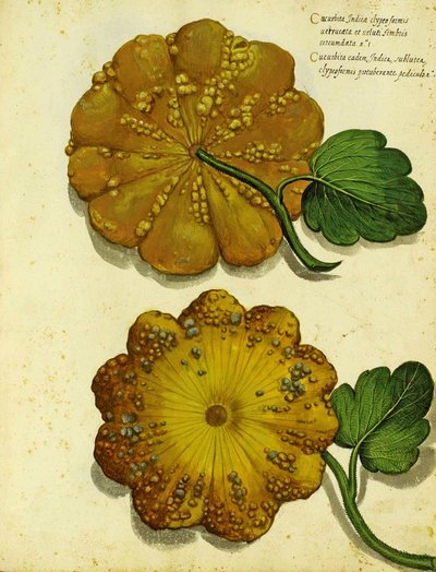 Heirloom Squash by Ulisse Aldrovandi by Italian School