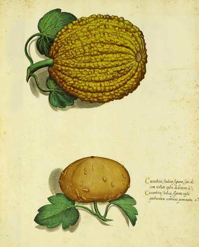 Heirloom Squash by Ulisse Aldrovandi by Italian School