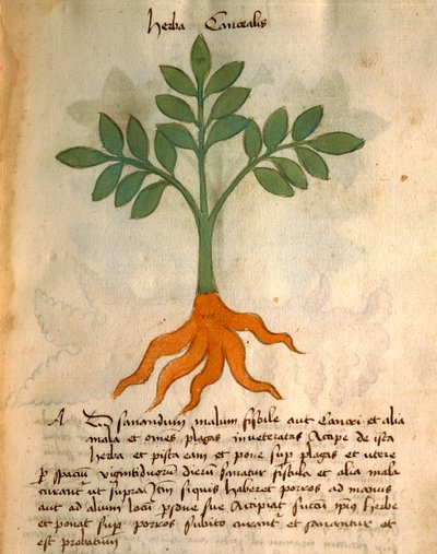 Herba Cancealis by Italian School