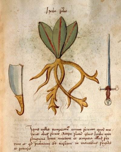 Herba Folio by Italian School