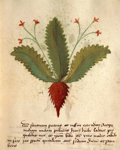 Herba Lactica by Italian School