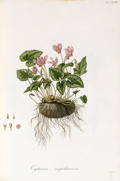 Ivy-Leaved Cyclamen - Cyclamen Neapolitanum by Italian School