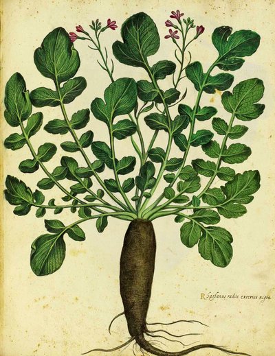 Long Black Radish by Ulisse Aldrovandi by Italian School