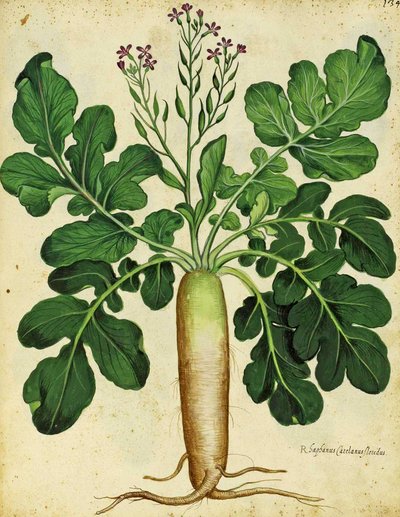 Long White Radish by Ulisse Aldrovandi by Italian School