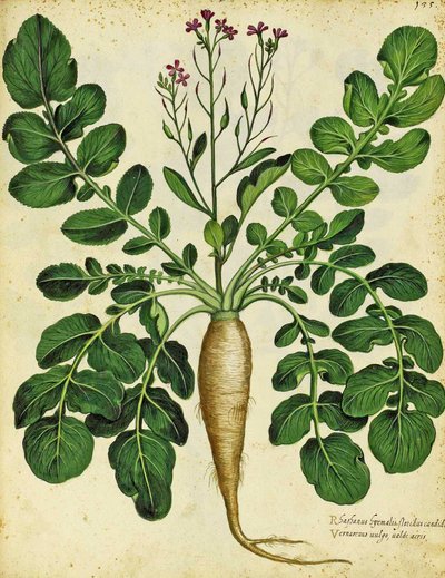 Long White Radish by Ulisse Aldrovandi by Italian School