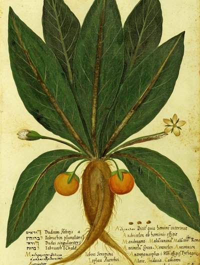 Mandrake by Ulisse Aldrovandi by Italian School