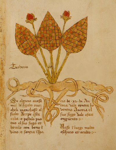 Herba Teoderis by Italian School