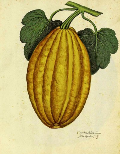 Oblong Squash by Ulisse Aldrovandi by Italian School
