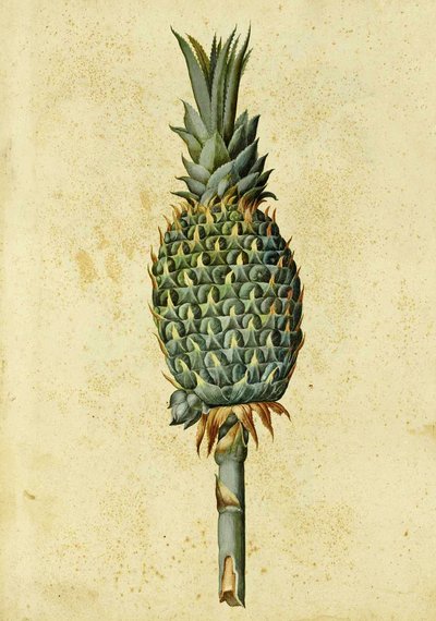 Pineapple by Ulisse Aldrovandi by Italian School
