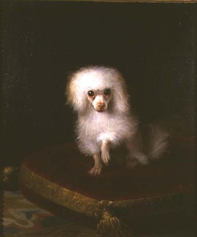 Poodle on a cushion by Italian School