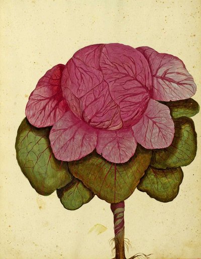 Savoy di Verona Cabbage by Ulisse Aldrovandi by Italian School