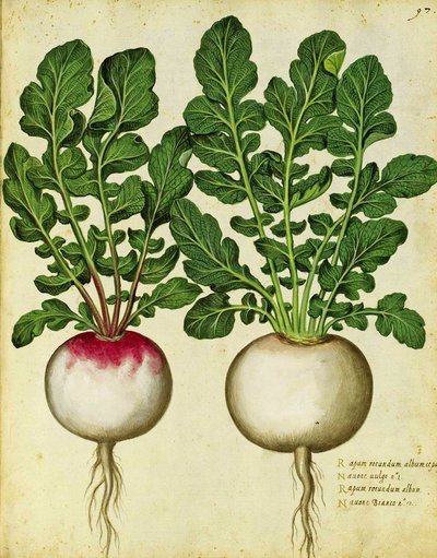 Turnip by Ulisse Aldrovandi by Italian School