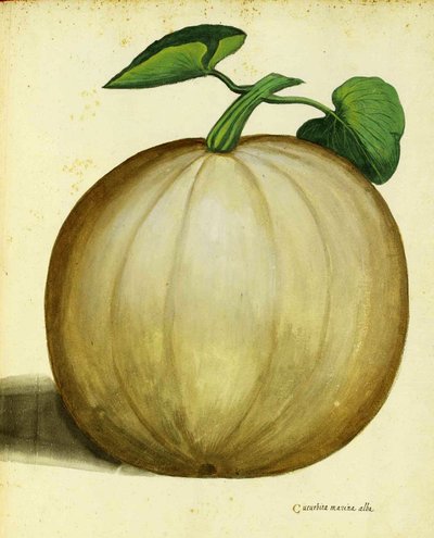 White Squash by Ulisse Aldrovandi by Italian School