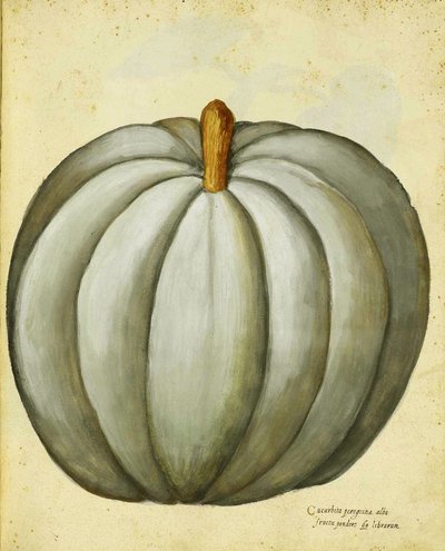 White Squash by Ulisse Aldrovandi by Italian School