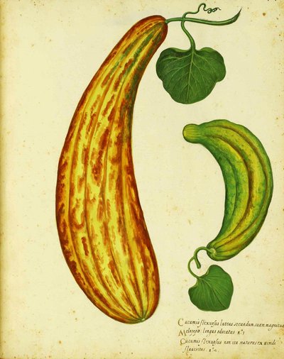 Yellow Armenian cucumber by Ulisse Aldrovandi by Italian School