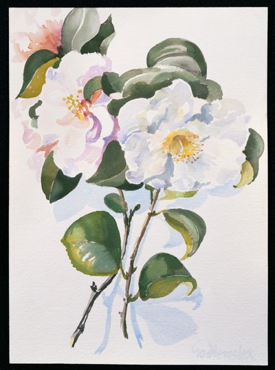 Camelia, 1998 by Izabella Godlewska de Aranda