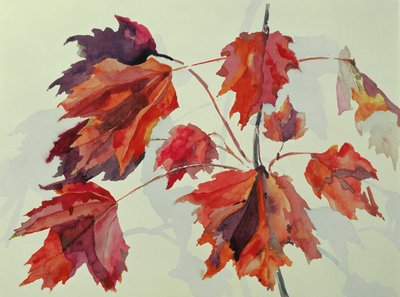 No.24 Autumn Maple Leaves by Izabella Godlewska de Aranda