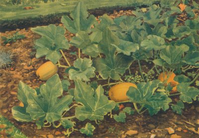 Vegetable Marrows, 1947 by JE Sowerby