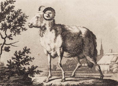 A Ram by J.F. Clemens