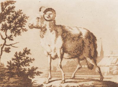 A Ram by J.F. Clemens