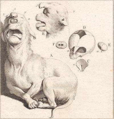 A deformed puppy by J.F. Clemens