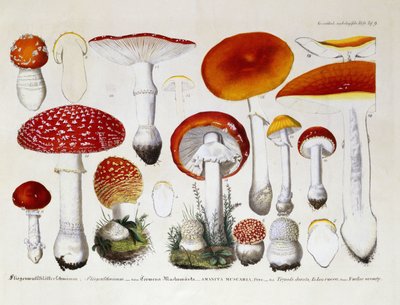 Amanita Muscaria by J. G. Calve