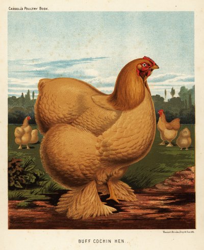 Buff Cochin Hen by J. W. (after) Ludlow