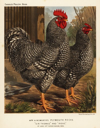 Plymouth Rock chickens by J. W. (after) Ludlow